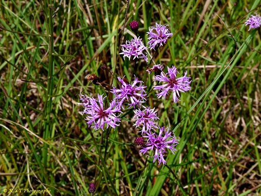 {Vernonia angustifolia}